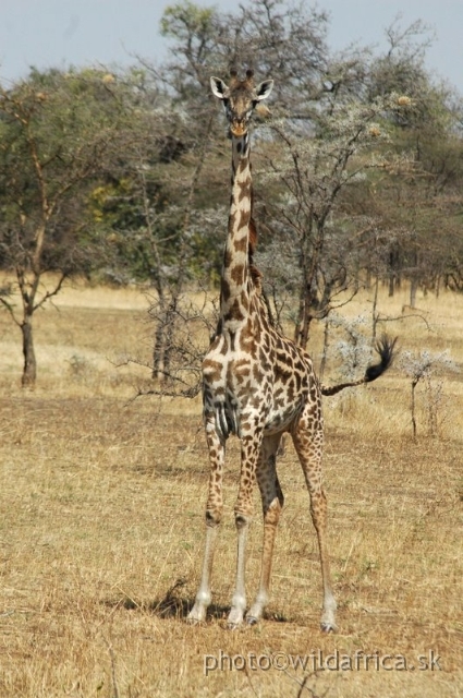 Serengeti Mammals/DSC_0367-1